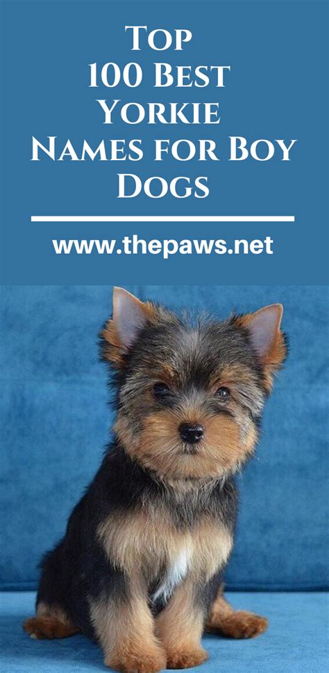 cute yorkie male names|cute yorkie boy names.